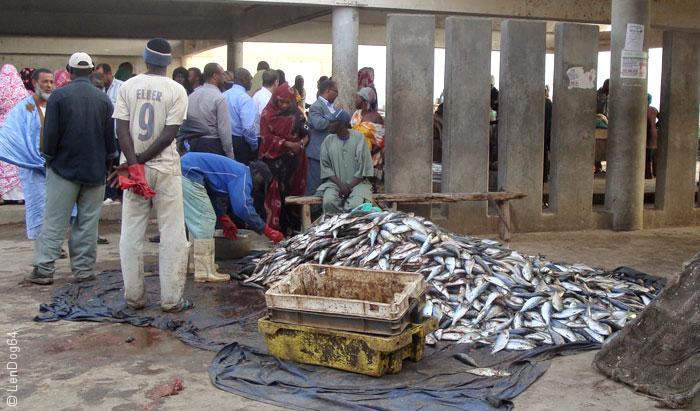 السمك في موريتانيا - ثروة السمك في موريتانيا