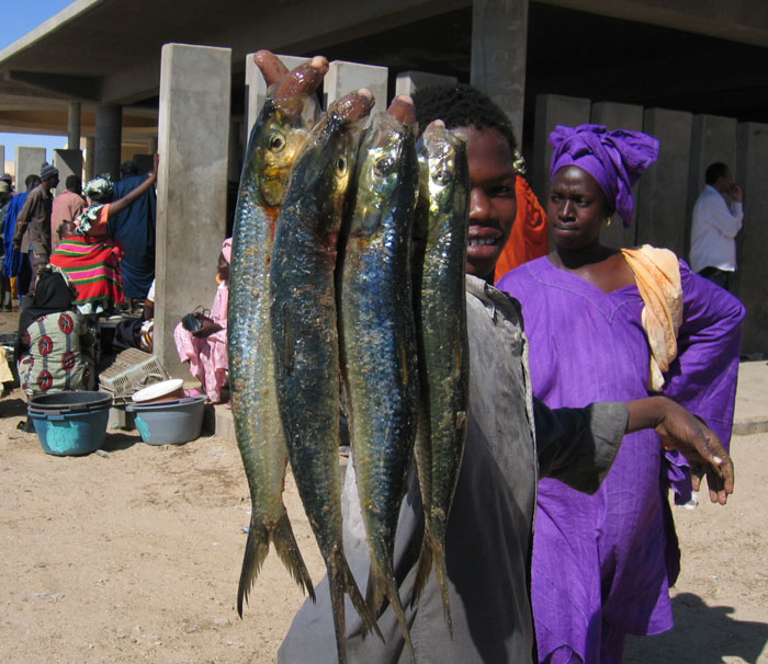 السمك في موريتانيا - سمك