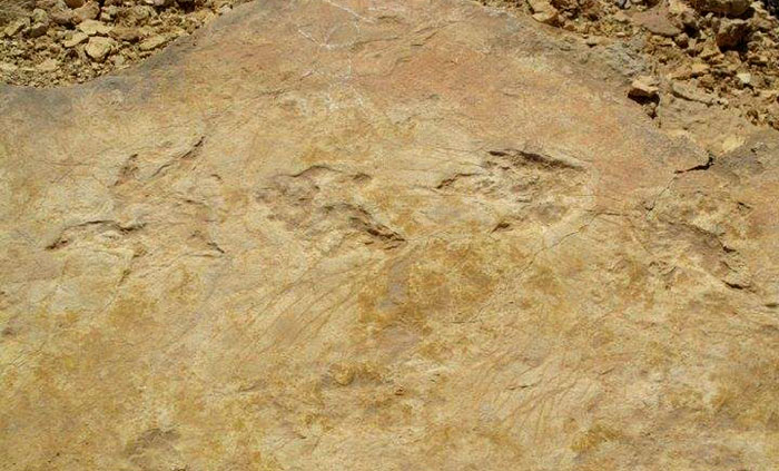 اكتشاف هياكل ديناصورات في جنوب تونس - صورة 2