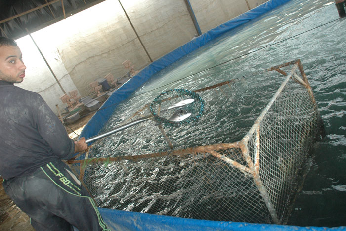 الاستزراع السمكي في غزة