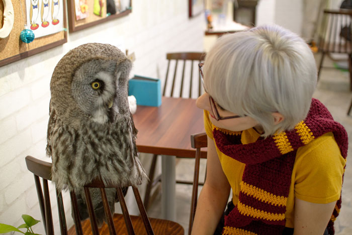 Owl-Cafe